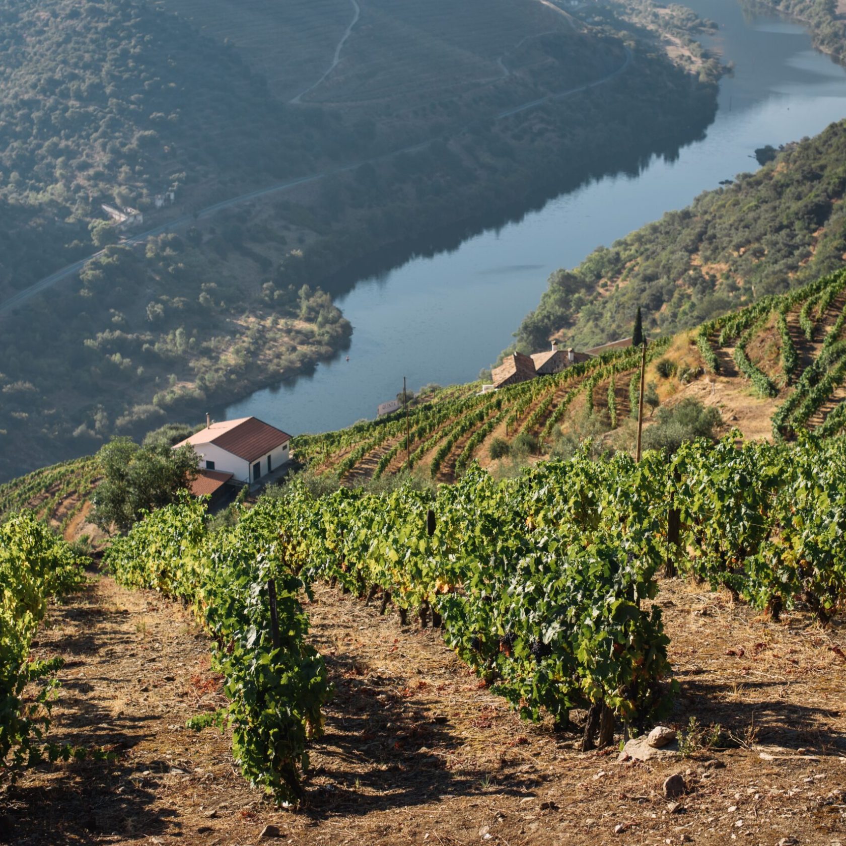 Vineyards in Douro Valley Sailing 360