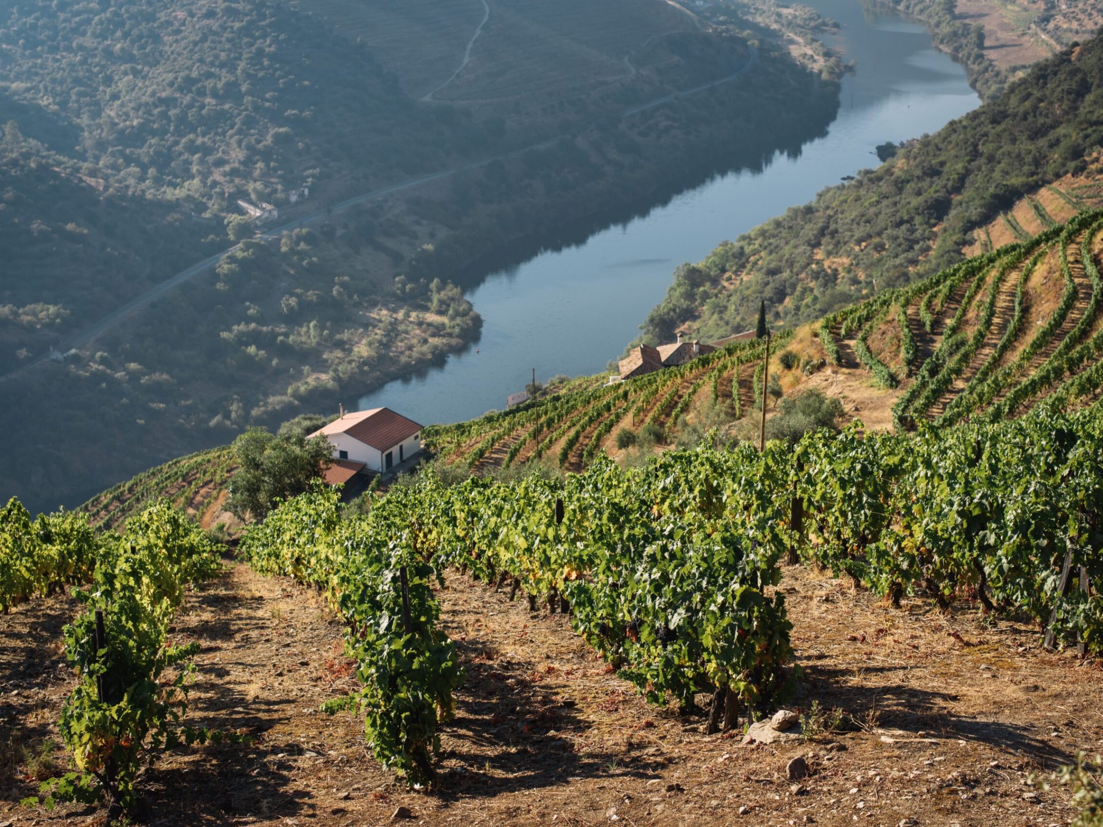 Vineyards in Douro Valley Sailing 360